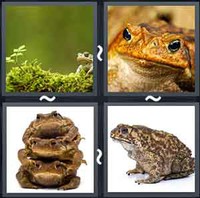 4 Pics 1 Word Toad