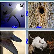 Whats the Word Owl