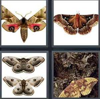 4 Pics 1 Word Levels Moth
