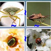 Whats the Word Bug