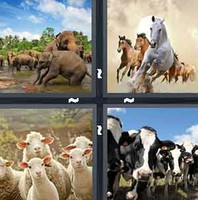 4 Pics 1 Word Levels Herd