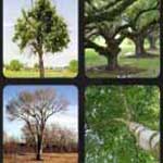 What's that Word Tree