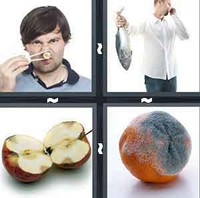 4 Pics 1 Word Levels Rotten