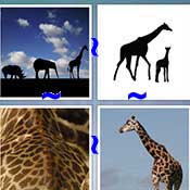 Whats the Word Giraffe