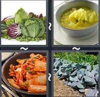4 Pics 1 Word Levels Cabbage