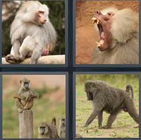 4 Pics 1 Word Levels Baboon