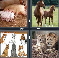 4 Pics 1 Word Levels Breed