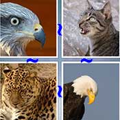 Whats the Word Predator