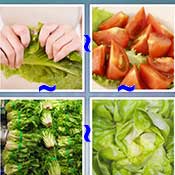 Whats the Word Lettuce