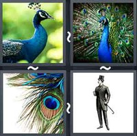4 Pics 1 Word Levels Peacock
