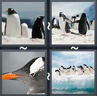 4 Pics 1 Word Levels Penguin