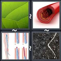 4 Pics 1 Word Vein