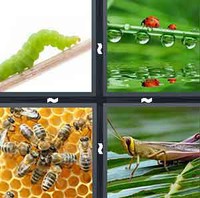 4 Pics 1 Word Levels Insect