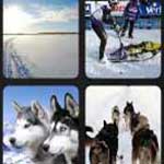 What's that Word Dogsled