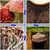 Whats the Word Mushroom