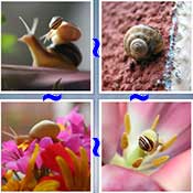 Whats the Word Snail