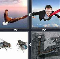 4 Pics 1 Word Levels Fly