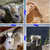 Whats the Word Goat