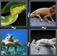 4 Pics 1 Word Reptile