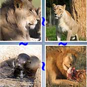Whats the Word Lion