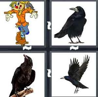 4 Pics 1 Word Crow