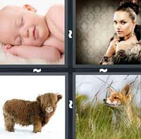 4 Pics 1 Word Levels Fur