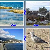 Whats the Word Seashore