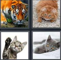 4 Pics 1 Word Cat