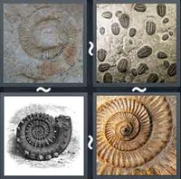 4 Pics 1 Word Levels Fossil
