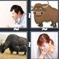 4 Pics 1 Word Levels Yak