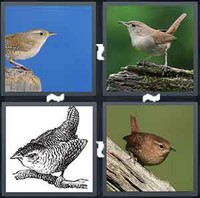4 Pics 1 Word Wren
