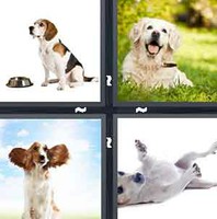 4 Pics 1 Word Dog