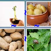 Whats the Word Potato
