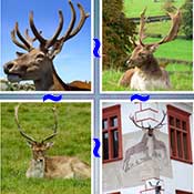Whats the Word Stag