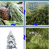 Whats the Word Pine