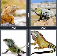 4 Pics 1 Word Levels Iguana