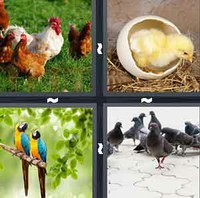 4 Pics 1 Word Levels Bird