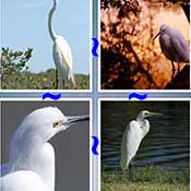 Whats the Word Egret