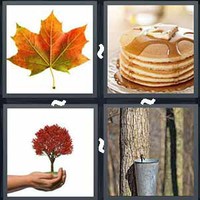 4 Pics 1 Word Maple