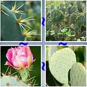Whats the Word Cactus