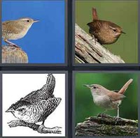 4 Pics 1 Word Wren
