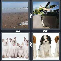 4 Pics 1 Word Levels Litter