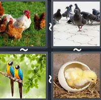 4 Pics 1 Word Bird