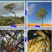 Whats the Word Tree