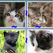 Whats the Word Kitty