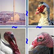 Whats the Word Turkey
