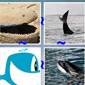 Whats the Word Whale