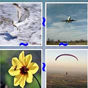 Whats the Word Flight