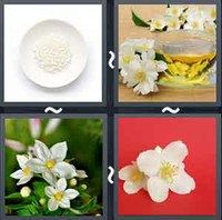 4 Pics 1 Word Levels Jasmine