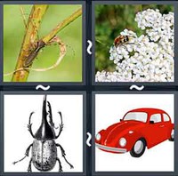 4 Pics 1 Word Levels Beetle